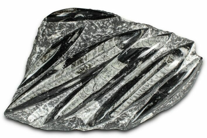 Polished Fossil Orthoceras (Cephalopod) Plate - Morocco #352972